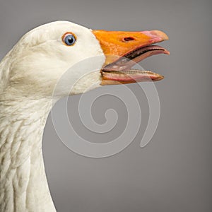 Close-up of a Domestic goose, Anser anser domesticus, clucking