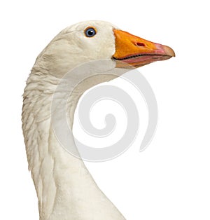 Close-up of a Domestic goose, Anser anser domesticus, isolated