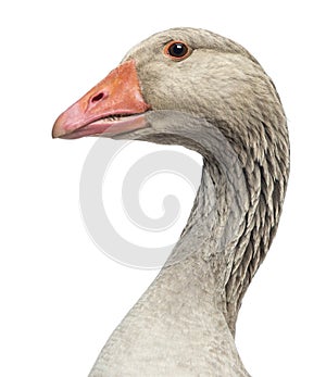 Close-up of a Domestic goose, Anser anser domesticus, isolated