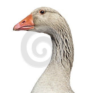 Close-up of a Domestic goose, Anser anser domesticus