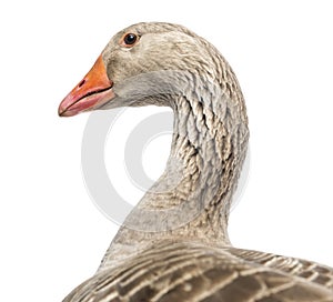 Close-up of a Domestic goose, Anser anser domesticus, isolated