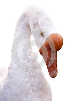 Close-up of a domestic goose head isolated on white