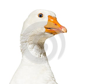 Close up of, Domestic goose isolated on white