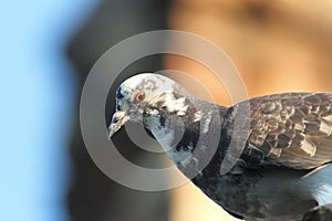 Close up of domestic pigeon