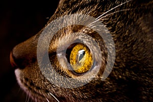 Close up of a domesticated cat