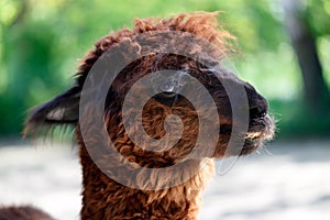 Domesticated Huacaya Alpaca Vicugna pacos, nicety of head.