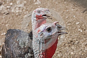 Close up of domesticated turkeys