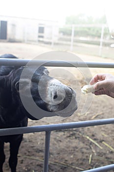 Close-up of a donkey in captivity. Contact zoo. Feeding animals by visitors to the menagerie. Donkey cabbage. The muzzle and jaws