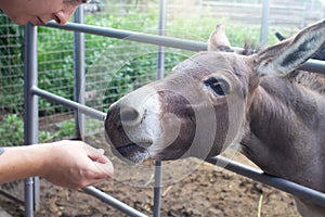 Close-up of a donkey in captivity. Contact zoo. Feeding animals by visitors to the menagerie. Donkey cabbage. The muzzle and jaws