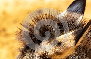 Close-up of donkey ears at the zoo