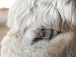 Close up donkey eye