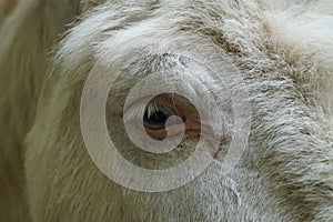 Close up Donkey Eye