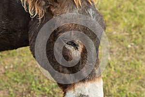 Close-up of donkey eye ajar, fragment of donkey