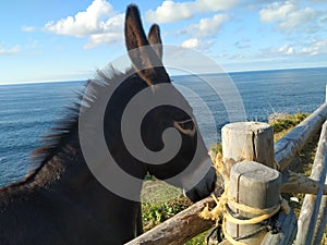 Close-up of a donkey face