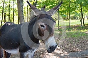 Close up of a donkey on a forest