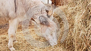 Close-up donkey gazing directly at the camera with an expression of curiosity and attentiveness.