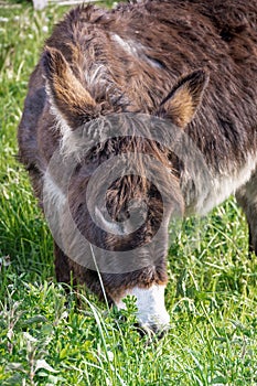 Close-up of a donkey grazing in the green meadows of Asturias photo