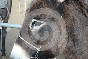 Close-up on a donkey head profile in a natural environment in day time