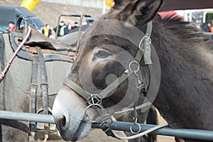 Close-up on a donkey head profile in a natural environment in day time