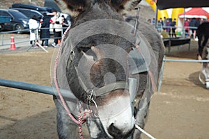 Close-up on a donkey head profile in a natural environment in day time