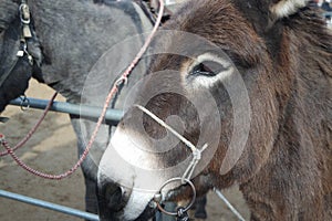 Close-up on a donkey head profile in a natural environment in day time