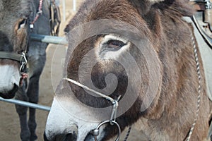 Close-up on a donkey head profile in a natural environment in day time