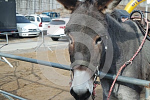 Close-up on a donkey head profile in a natural environment in day time