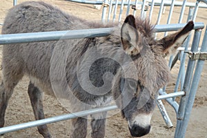 Close-up on a donkey head profile in a natural environment in day time