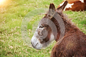 Close up donkey on a meadow, profile of smart donkey, funny donkey head, Nature and wildlife concept. Mammal Animals background.