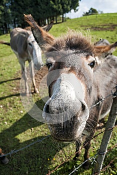 Close up of a donkey muzzle