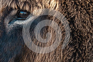 Close-up of a donkey`s eye