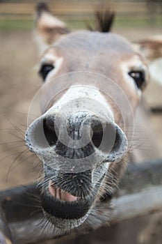 Close up on a donkey`s muzzle