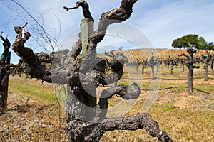 Close-up of a dormant old-vine Zinfandel vine in Sonoma County California