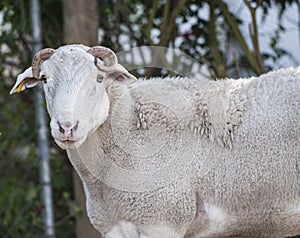 Close up of Dorper white headed ram photo