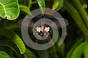 Close up dorsal view of common Rose Butterfly Pachliopta arist