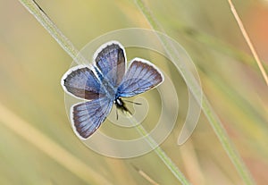 The Idas blue or northern blue butterfly , Plebejus idas , butterflies of Iran photo