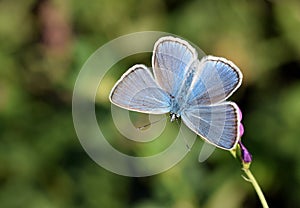 The Amanda`s blue butterfly , Polyommatus amanda photo