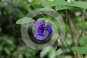 Close up of a double flowered Butterfly pea flower