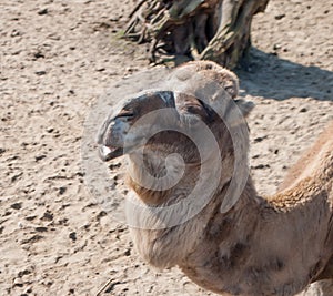 Close-up of double-humped camel face