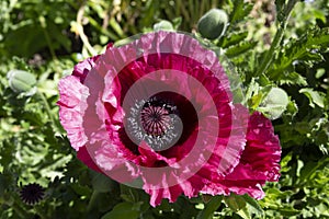 Close up of double opium poppy flower