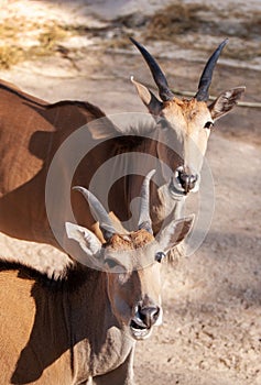 Close up of double portrait Eland antelopes in Savannah open air park in Riga Zoo, Latvia