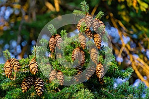 Close-up of Douglas fir Pseudotsuga menziesii branch with lot of ripe cones in Massandra park, Crimea