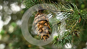 Close-up of Douglas fir (Pseudotsuga menziesii) cone on a Oregon pine tree
