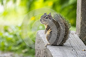 Close up of a Douglas squirrel looking over its shoulder in Stanley Park, Vancouver, British Columbia, Canada