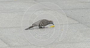 Close up dove or pigeon bird eating food on tile floor.