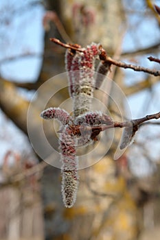 A close up of downy reddish-gray male catkins of common aspen