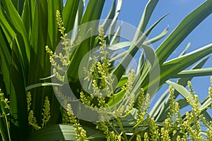 Close up Dracaena loureiri Gagnep flower