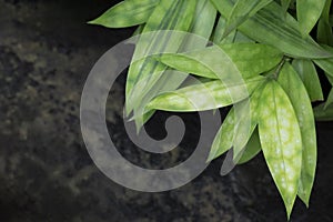 Close-up of Dracaena surculosa leaves on a dark background with copy space for text