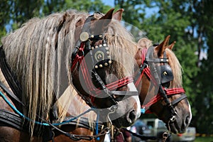 Close up of draft heavy horses in beautiful harness