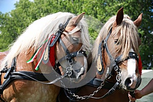 Close up of draft heavy horses in beautiful harness
